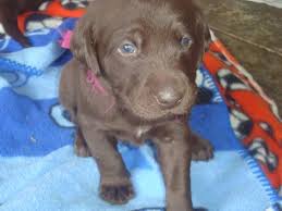 Labrador puppies for sale cleveland ohio. Akc Labrador Puppies For Sale In Medina Ohio Classified Americanlisted Com