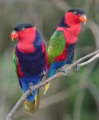 These medium size parrots are extremely friendly in nature and very easy to train. Black Capped Lory Lorius Lory Parrot Encyclopedia