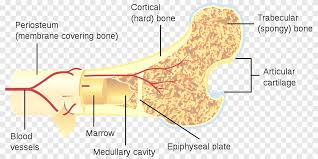 Muscle attachments are visible along the outer surface. Long Bone Human Skeleton Fraudbein Cross Section Remodeling Angle Anatomy Png Pngegg