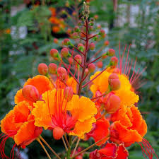 Mexican Bird Of Paradise In Pot Pin On Plant Install