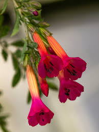 Image result for Cantua