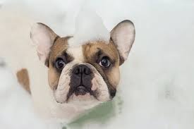 I usually bathe him once a week after his puppy training class where he gets covered in. Can I Bathe My Puppy With Human Baby Soap Johnson S Baby Soap Quora