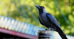 Local Birds In My Area Local Birds Of Bangladesh Birds Bangladesh Locals