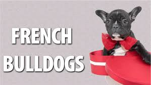All our french bulldogs are akc registered and fully health tested. Miniature French Bulldog Puppies Availalbe In Teacup Pups