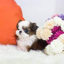 Uptown imperial shih tzu is a very small in home breeding program where my focus is overall beauty, quality, health, size, and temperament. Teacup Shih Tzu Puppies For Sale Cheap Online