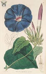Blue Dawn Flower Oceanblue Morning Glory Perennial Morning Glory Botanical Register Vol 1 1815 S Edwards Botanical Drawings Botanical Prints Botanical Illustration