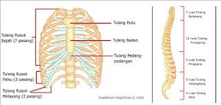 We did not find results for: Tulang Kerangka Manusia Tengkorak Tubuh Dan Gerak