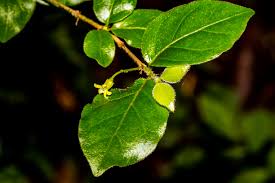 Image result for Canthium