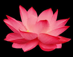 Powerpoint thank you flowers gif. Lotus Gifs Get The Best Gif On Giphy