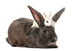 | meaning, pronunciation, translations and examples here is the translation and the spanish word for bunny. Bunny Definition Of Bunny By Merriam Webster