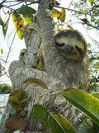 the slowest creature in the world sloth photos three toed sloth sloth