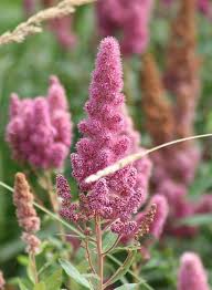 Image result for Spiraea douglasii