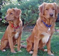 Nova Scotia Duck Tolling Retriever Puppies Nova Scotia Duck Tolling Retriever Nova Scotia Duck Tolling Dog Breeds