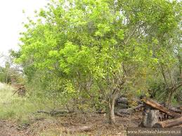 Image result for Clausena anisata