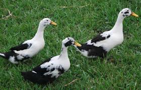 Baby Black And White Duck Breeds Ancona Ducks Duck And Ducklings Duck Breeds Ancona Ducks