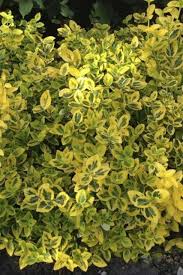 Image result for Euonymus fortunei