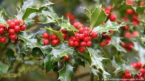 Choose from among realistic, lifelike christmas tree plant options available at alibaba.com, perfect for enhancing your interior and outdoor decorations with the latest style. Christmas Festive Plants From Around The World Environment All Topics From Climate Change To Conservation Dw 14 12 2020