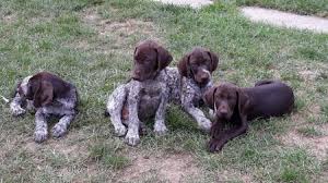 Image result for německý ohař dlouhosrstý