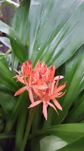 Image result for Scadoxus cinnabarinus