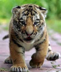 Pin On I Love Animals