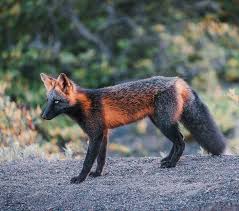Black And Orange Fox Animal Pin On Critters