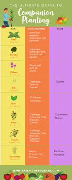 Companion Planting For Vegetables And Herbs The Kitchen Garten