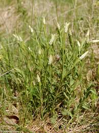 Image result for Polygala senensis