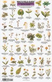 Timber press field guide | featuring more than 1240 stunning color photographs, this comprehensive field guide will remain a trusted, authoritative trailside reference for years to come. Mac S Field Guide To Pacific Northwest Wildflowers Discovernw Org