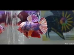 Ikan Cupang Nemo Candy Multicolour Youtube