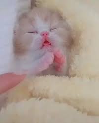 Pin By Smovie Co On 123movies Cute Cat Breeds Animals Animals And Pets