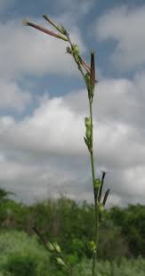 Image result for Schwenckia