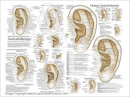 European Auriculotherapy Ear Acupuncture Poster