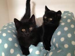 With freeads you can offer your free pet to a good home. 3 Black Kittens Free To Good Home Cats For Adoption In St Lukes Cork From Roseoftimes