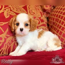 Cavalier King Charles Spaniel Breeder Florida World Class Cavaliers King Charles Dog Cavalier King Charles Dog King Charles Puppy