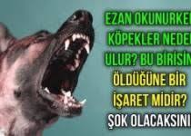ezan okunurken kopekler neden ulur kopek hile ambulans