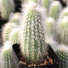 This cactus variety will not survive a hard frost, but if there is a risk of freezing temperatures it can be brought indoors to grow on a sunny window sill or under a grow light. Cleistocactus Straussii Silver Torch Cactus Mountain Crest Gardens