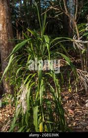 Image result for Cordyline stricta