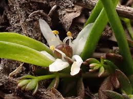 Image result for Wurmbea