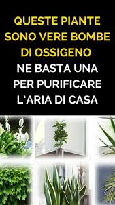 Metto subito l'elenco delle piante che sono (relativamente) facili da coltivare in casa e che puliscono gli ambienti. Piante Da Appartamento Salutari