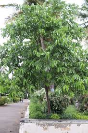 Image result for Aphanamixis