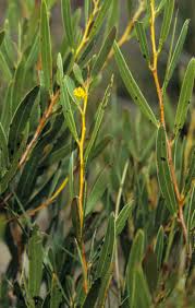 Image result for Fabaceae subfamily Mimosoideae
