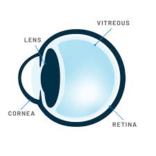 Image result for Cornea