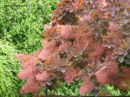 Maybe you would like to learn more about one of these? About Garden Design Cotinus Grace