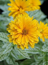 Image result for Heliopsis