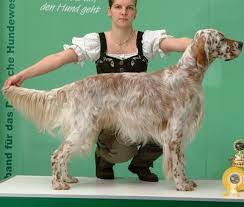 English setter irish setter welpen. English Setter Vdh Rasselexikon 2021