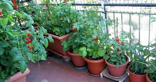 Langsung saja kita simak ulasannya berikut ini. 10 Tip Wajib Tahu Untuk Yang Baru Nak Mula Bina Kitchen Garden Impiana