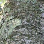 Image result for Ocotea bullata