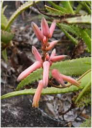 Image result for Schizostephanus alatus