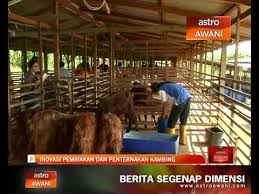 Maybe you would like to learn more about one of these? Inovasi Pembiakan Dan Penternakan Kambing Youtube