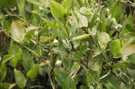 Image result for Aniseia martinicensis